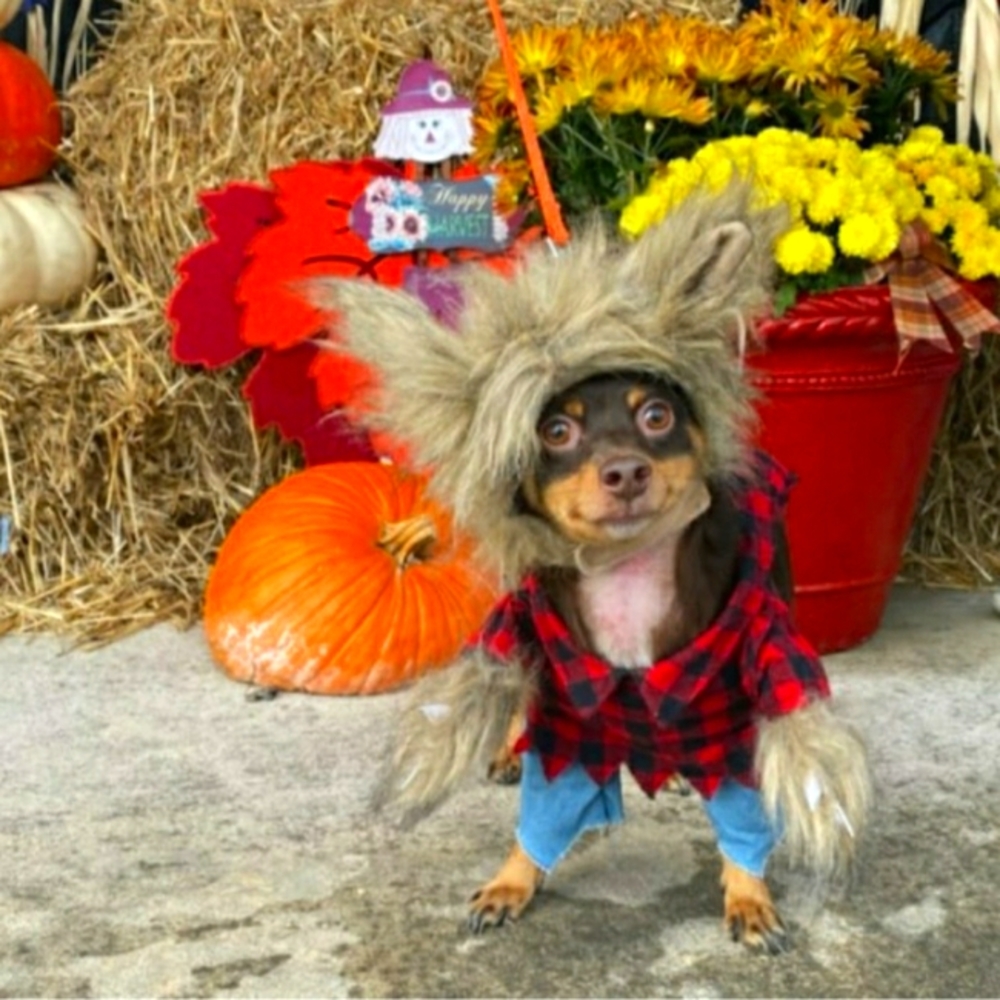 Funny and Adorable Dog/Pet Halloween Costume Werewolf Size Medium